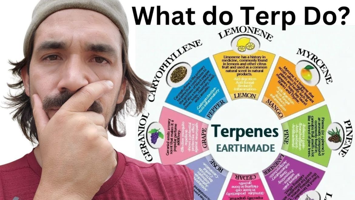 How Smelly Plants Change The Experience How Smelly Plants Change The Experience