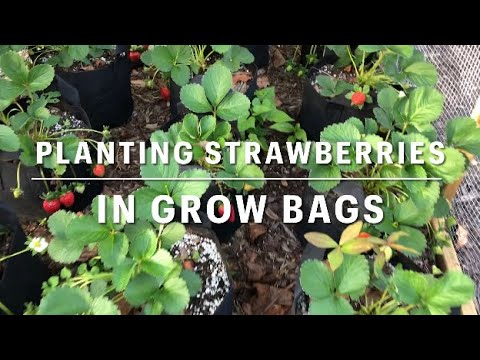 Planting Strawberry Bare Roots In Fabric Grow Bag Containers Planting Strawberry Bare Roots In Fabric Grow Bag Containers