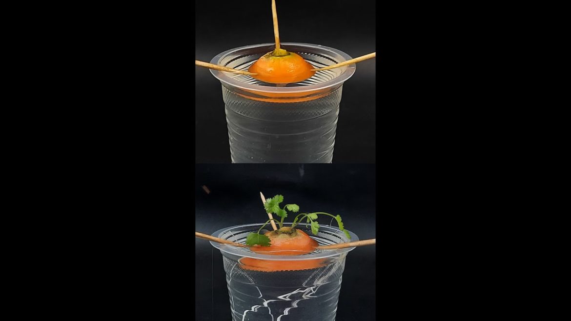 How to grow Carrot Plant from Carrot tops#shorts