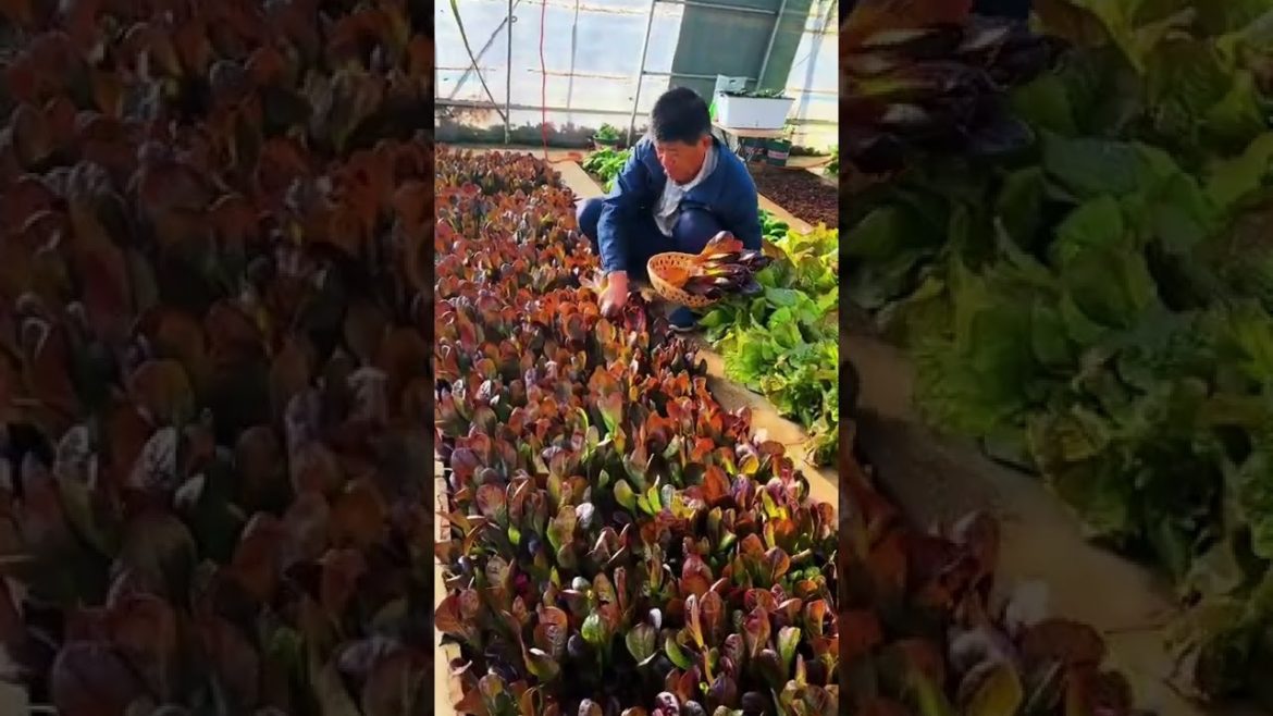October Tips for garden at home with me October Tips for garden at home with me