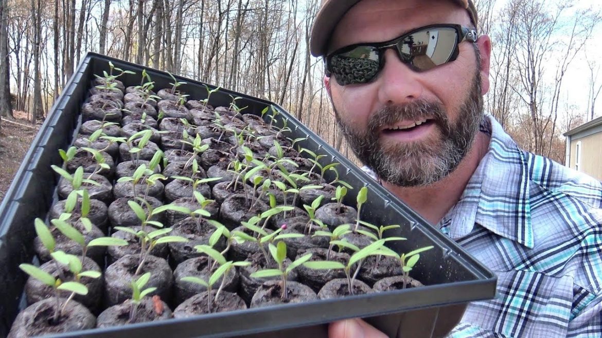 GARDENING TIPS FOR SUCCESS....THE SEEDS HAVE SPROUTED..NOW WHAT??