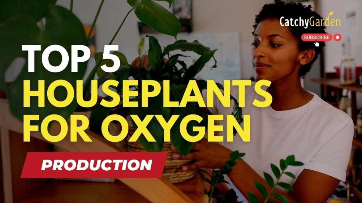 5 Most Oxygen Producing House Plants ๐ฑ๐ด๐ // Gardening Tips 5 Most Oxygen Producing House Plants ๐ฑ๐ด๐ // Gardening Tips