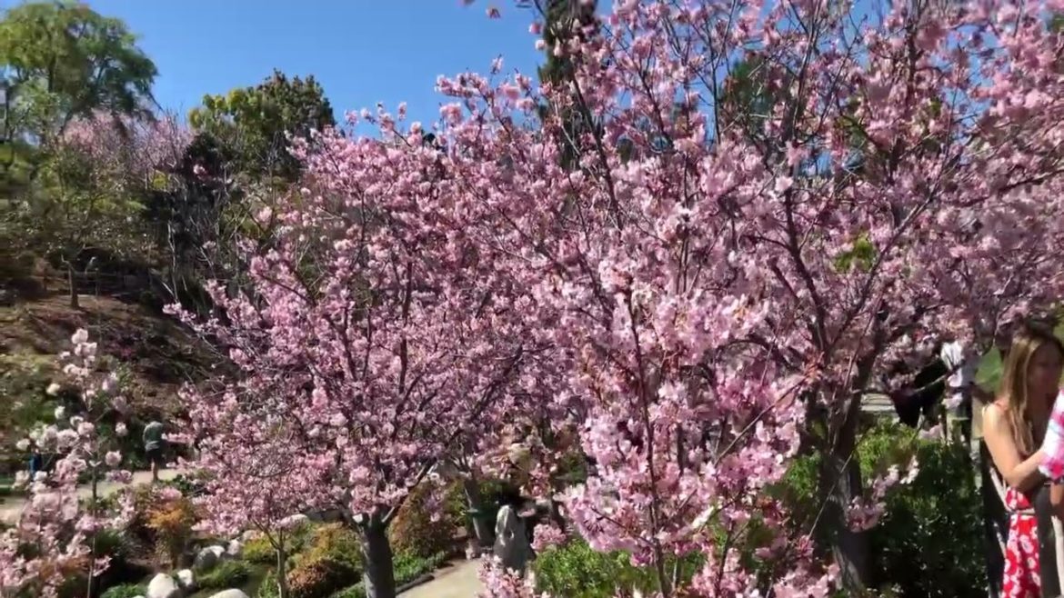 CHERRY BLOSSOM / Japanese Garden/ Balboa Park/ San Diego, California USA 🇺🇸/ Walking tour 2022