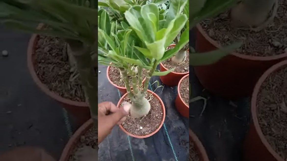 Multigrafted adenium Plant online sale low price big offer Adenium nursery