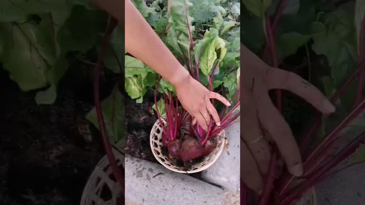 Gardening is learning, learning, learning. That’s the fun of them.