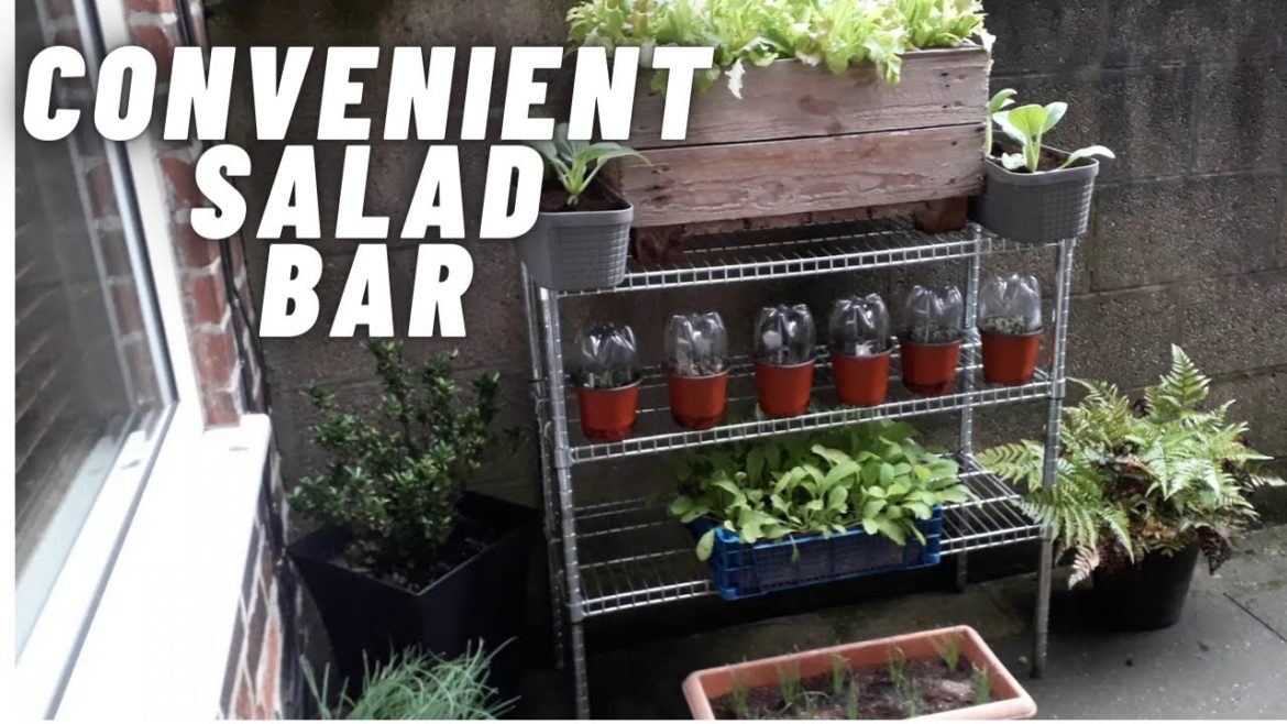 Gardening Allotment UK [Grow Vegetables At Home ]