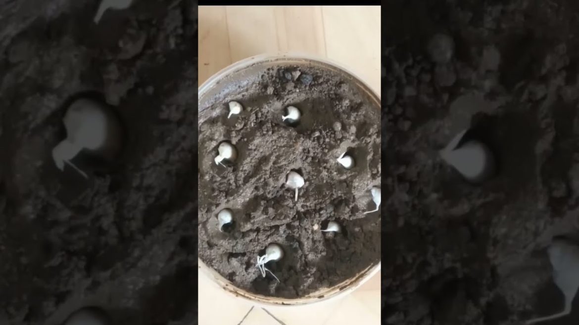 Garlic 🌱planting.... #shorts #craft
