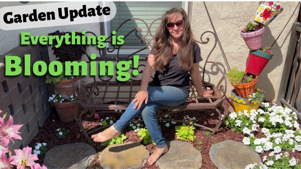 June Front Yard Garden Tour - Lilies & Roses BLOOMING!