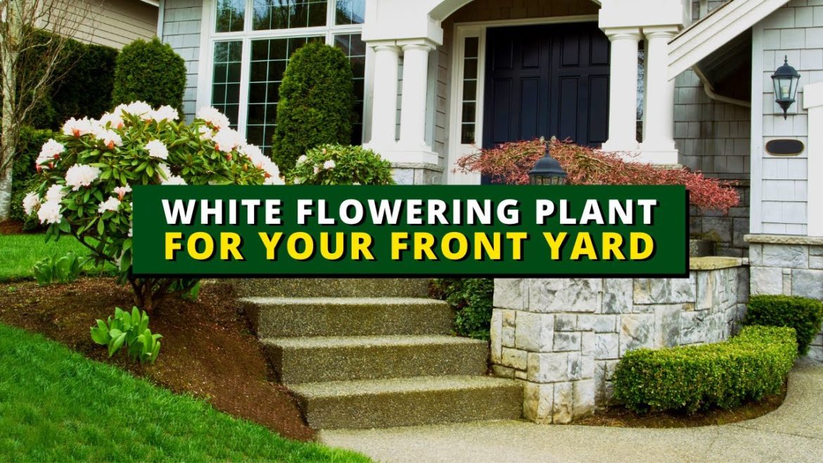 6 White Flowering Trees & Shrubs for Your Front Yard π²π³ 6 White Flowering Trees & Shrubs for Your Front Yard π²π³