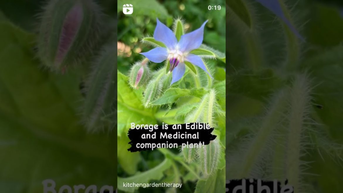 Did you know Borage is edible? #shorts