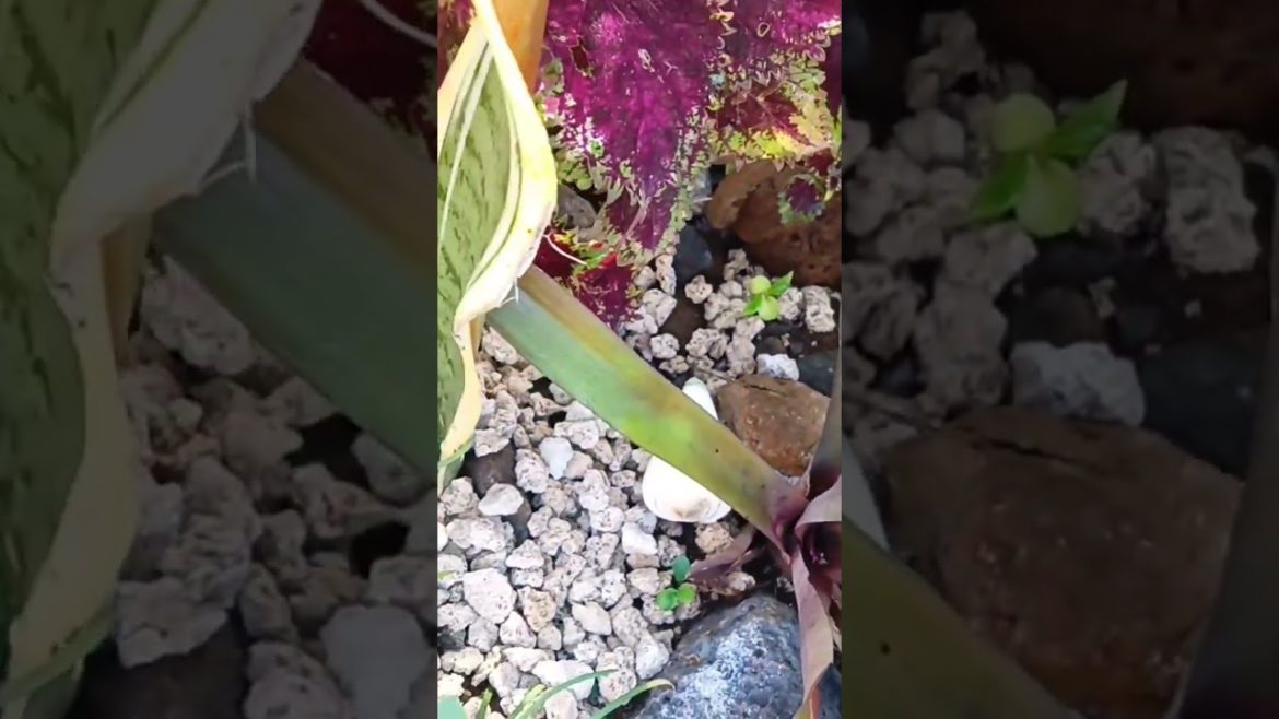 Coleus (Red &Green) #coleus #garden #design #shorts