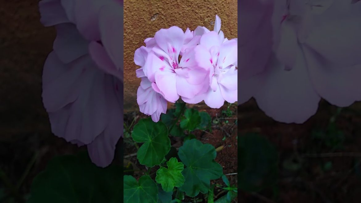 beautiful flowers| Garden Tips#Shorts