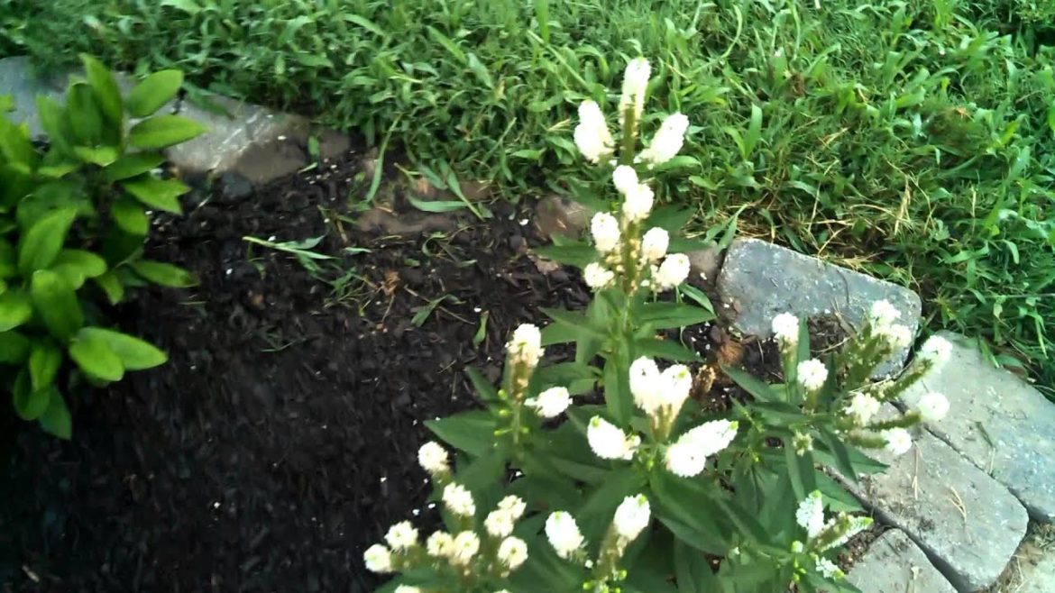 LAWNtalk101!!!ep:front yard landscaping ideas for your home!!!!!!!
