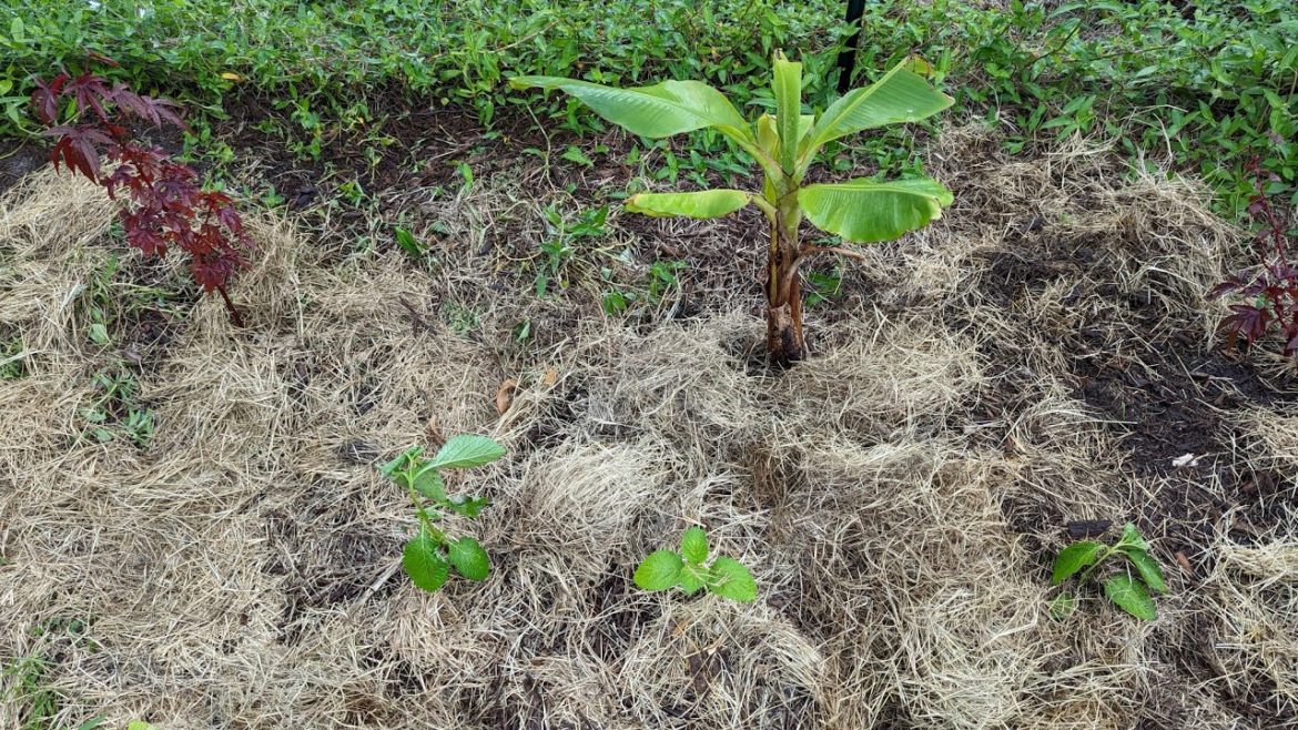 Create a beautiful FREE edible garden using only cuttings and transplants – chicken run makeover Create a beautiful FREE edible garden using only cuttings and transplants - chicken run makeover