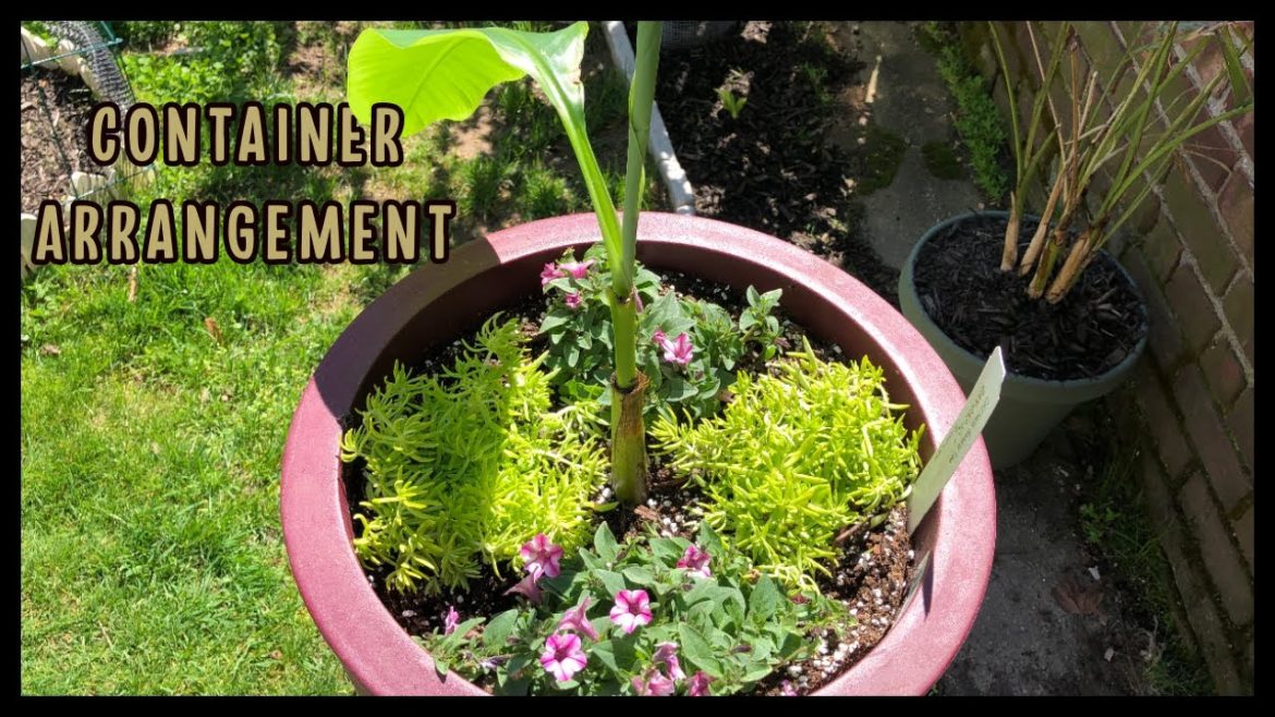 Container gardening Arrangement //Update In Summer 2020 Container gardening Arrangement //Update In Summer 2020