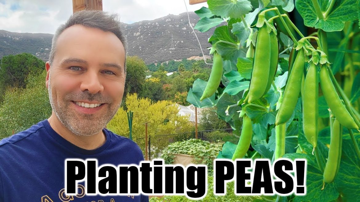 How to Grow Peas