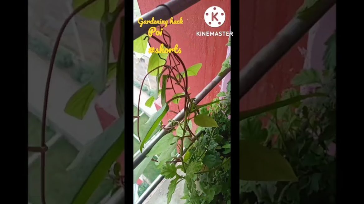 grow poi malabar spinach|how to grow malabar spinach#shorts #youtubeshorts #goodvibesonly #gardening