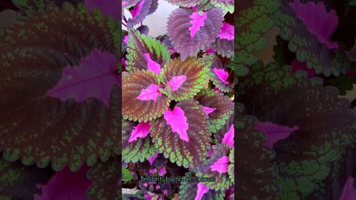 Growing tips on coleus ||CRAZY GARDENER#shorts #shortvideo #youtubeshortvideos