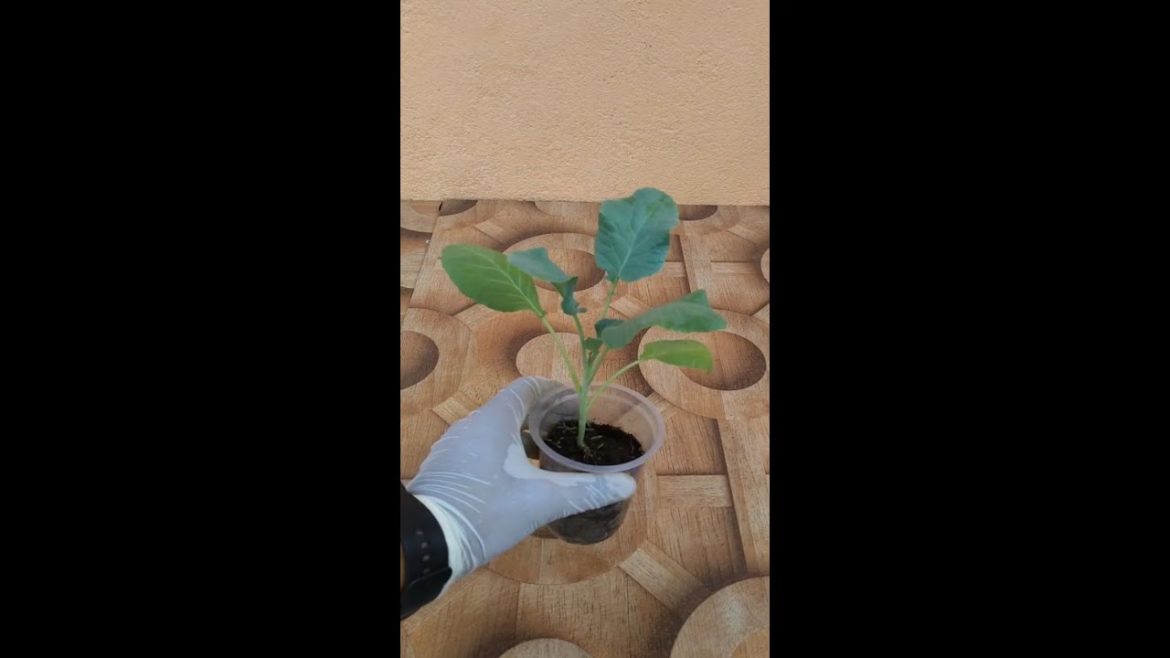 An Easy Way To Repotting Cabbage Seedlings🤩 | Gardening Tips #shorts An Easy Way To Repotting Cabbage Seedlings🤩 | Gardening Tips #shorts
