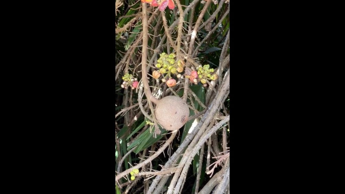 Have You Ever Seen A Cannonball Tree? | Farmer Nick