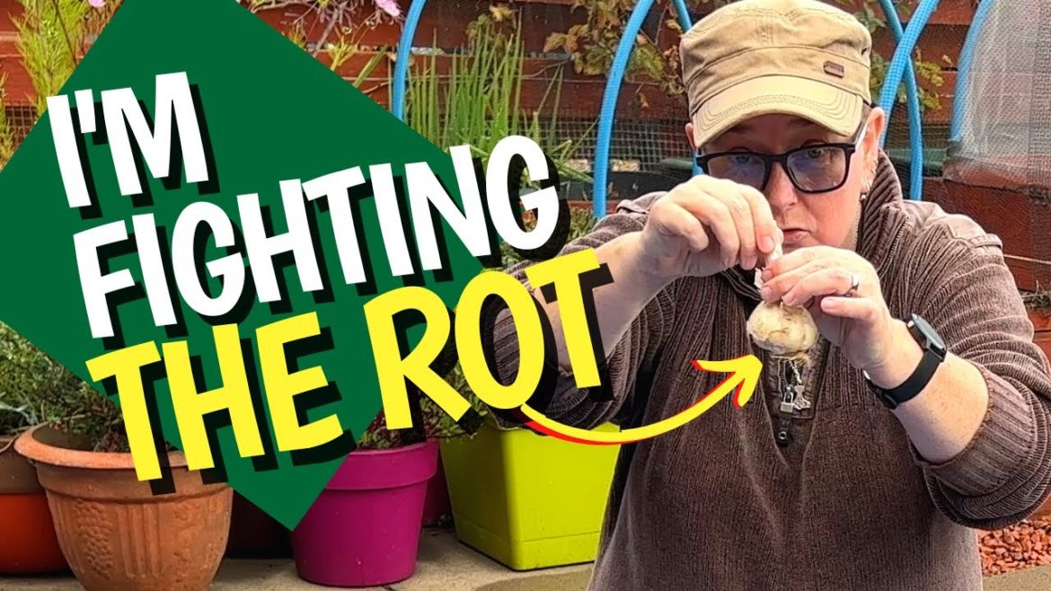 I'm chasing that big garlic harvest