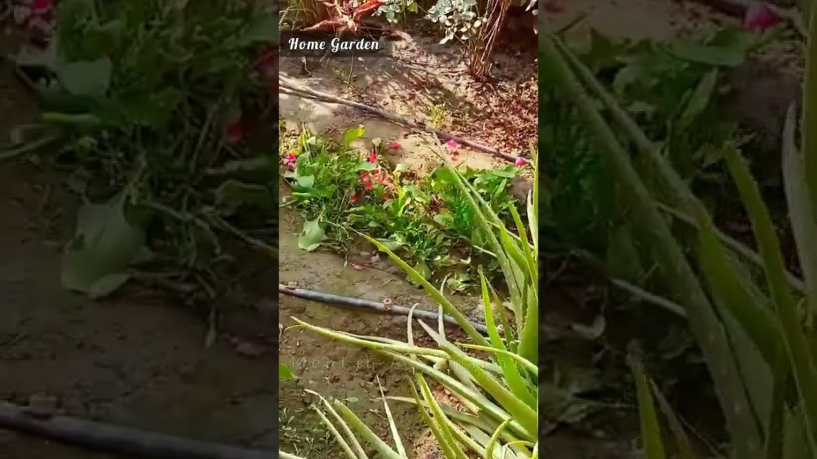 Home Garden | Home Gardening in Pakistan | Fruits | Vegetables | Flowers | Beautiful Gardening