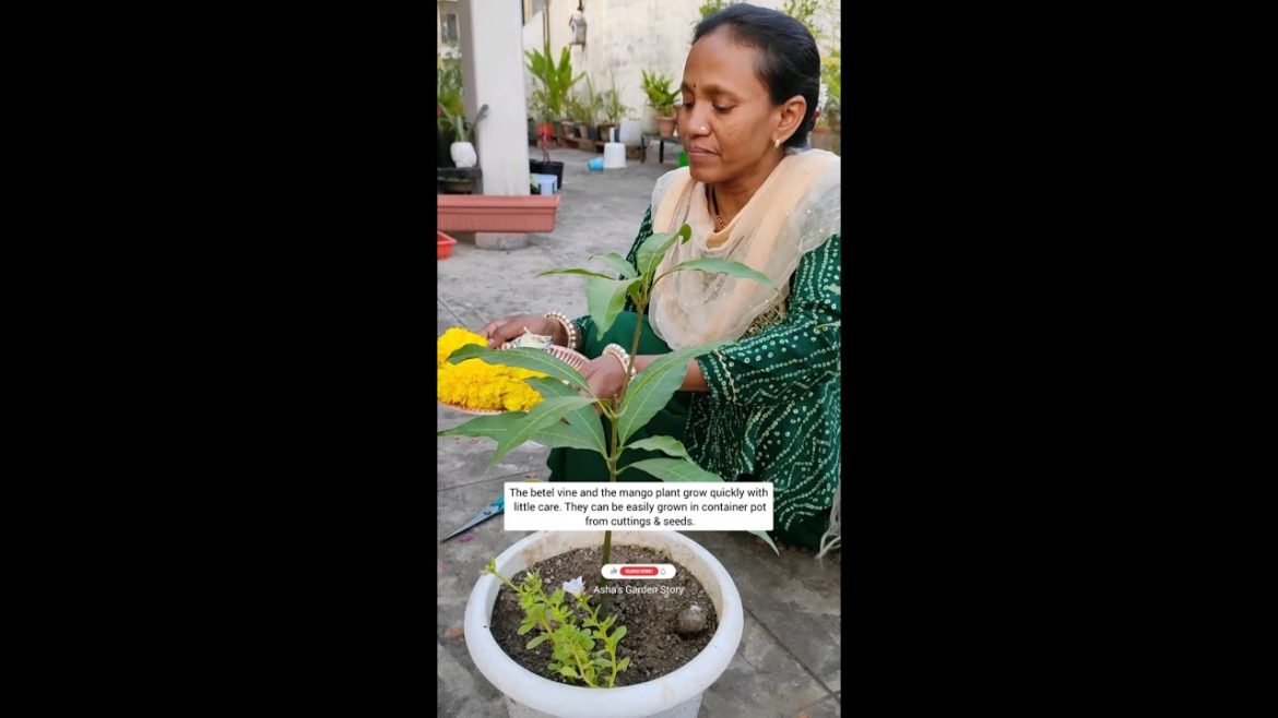 Grow Mango Plant And Betel Vine In Container Pots|पान और आम उगाए गमलो में| #ashasgardenstory#shorts Grow Mango Plant And Betel Vine In Container Pots|पान और आम उगाए गमलो में| #ashasgardenstory#shorts