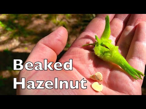 Beaked Hazelnut Ready For Harvest Beaked Hazelnut Ready For Harvest