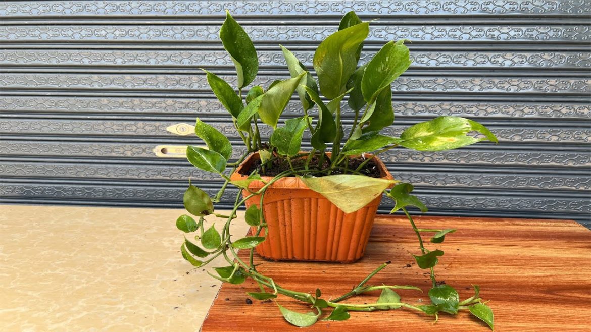 Growing Peace Lily From MountainGarden Tips.