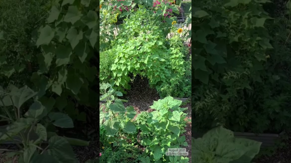 My Front Yard Garden View My Front Yard Garden View