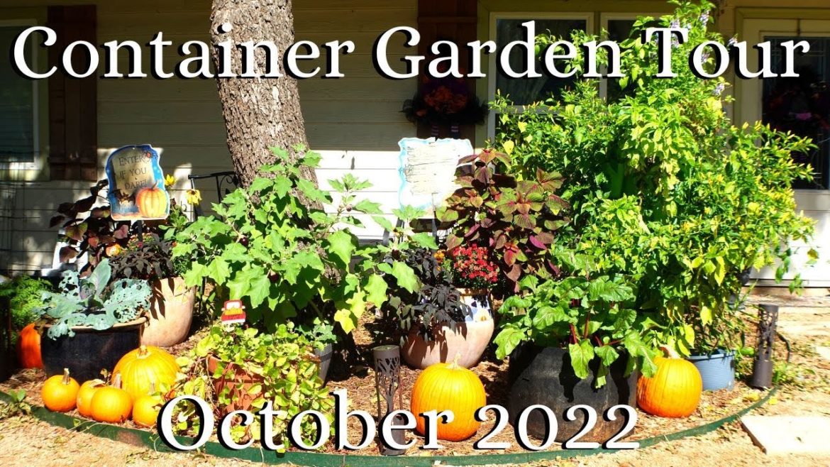 Container Garden Tour // October 2022 Container Garden Tour // October 2022
