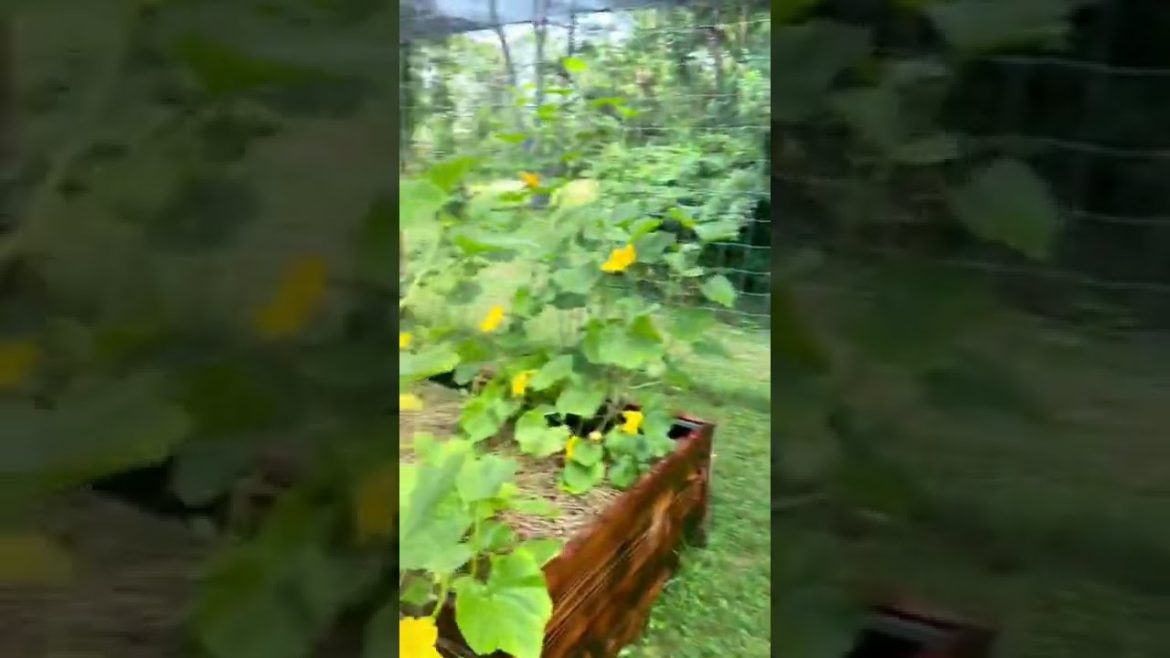 Container Garden in Full Bloom this Summer! Container Garden in Full Bloom this Summer!