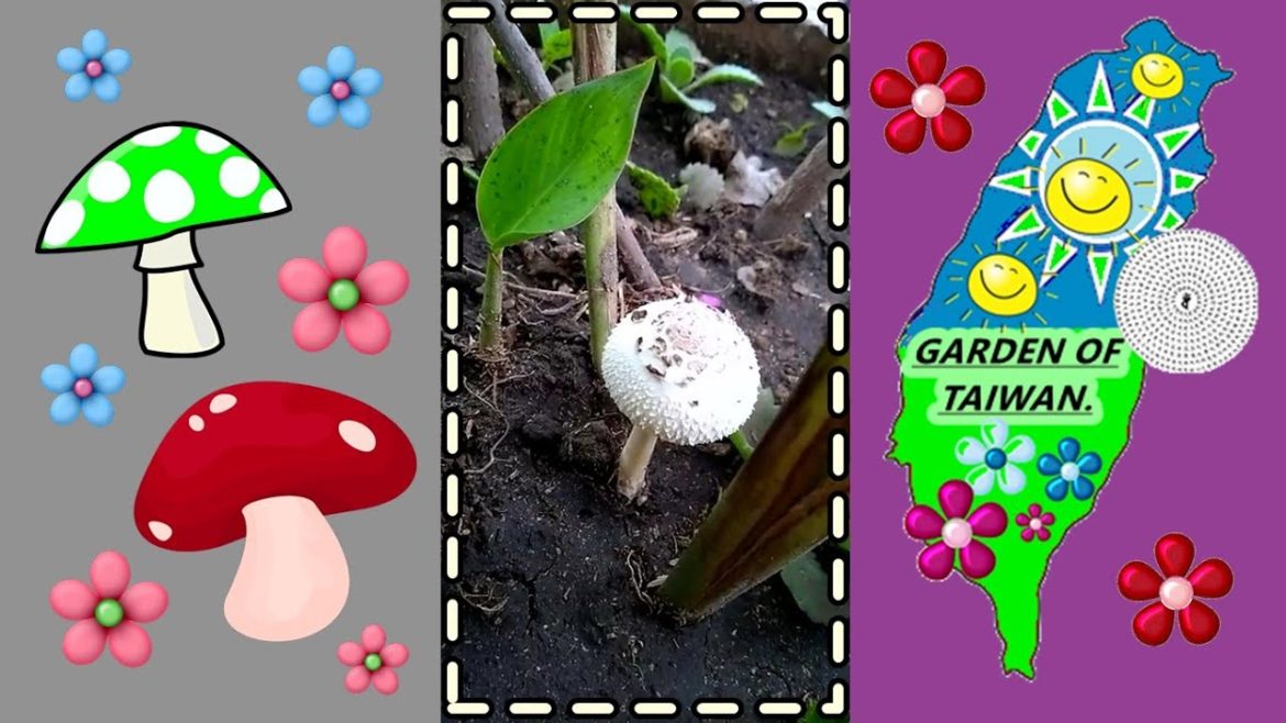 ဥယျာဉ်၌မှို ဥယျာဉ်၌မှို