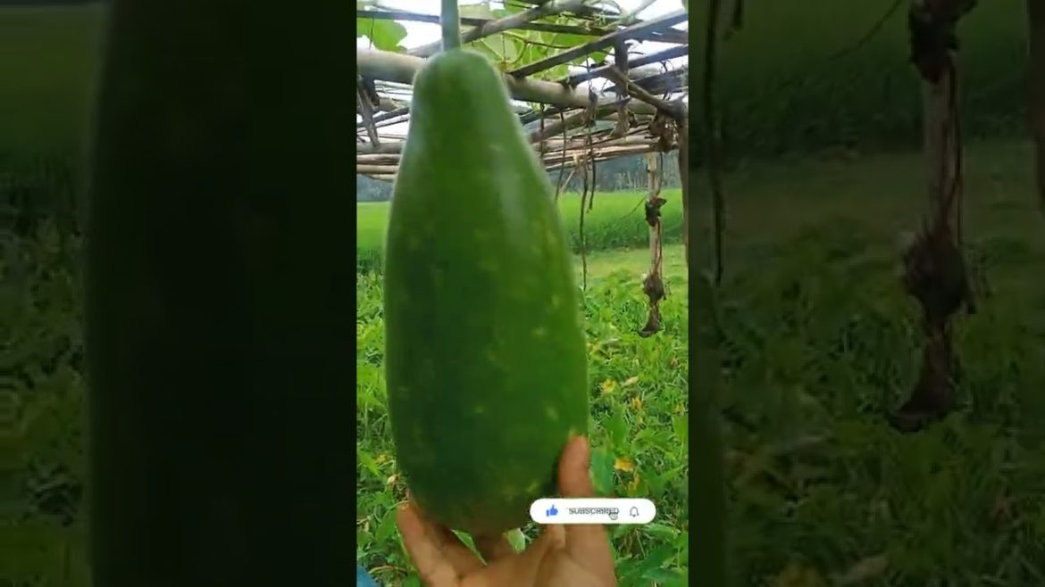 organic vegetable #shorts #agriculture #organicfood