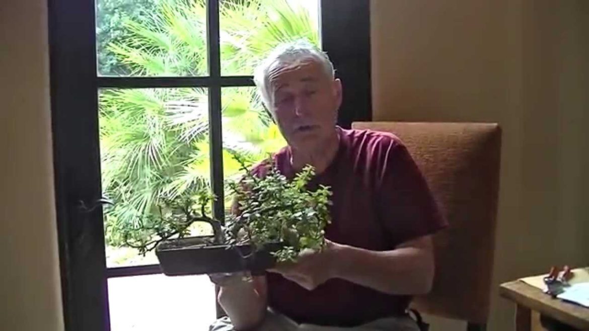Francis the Gardener - TIP#6 - Maintaining a succulent to become a banzai tree