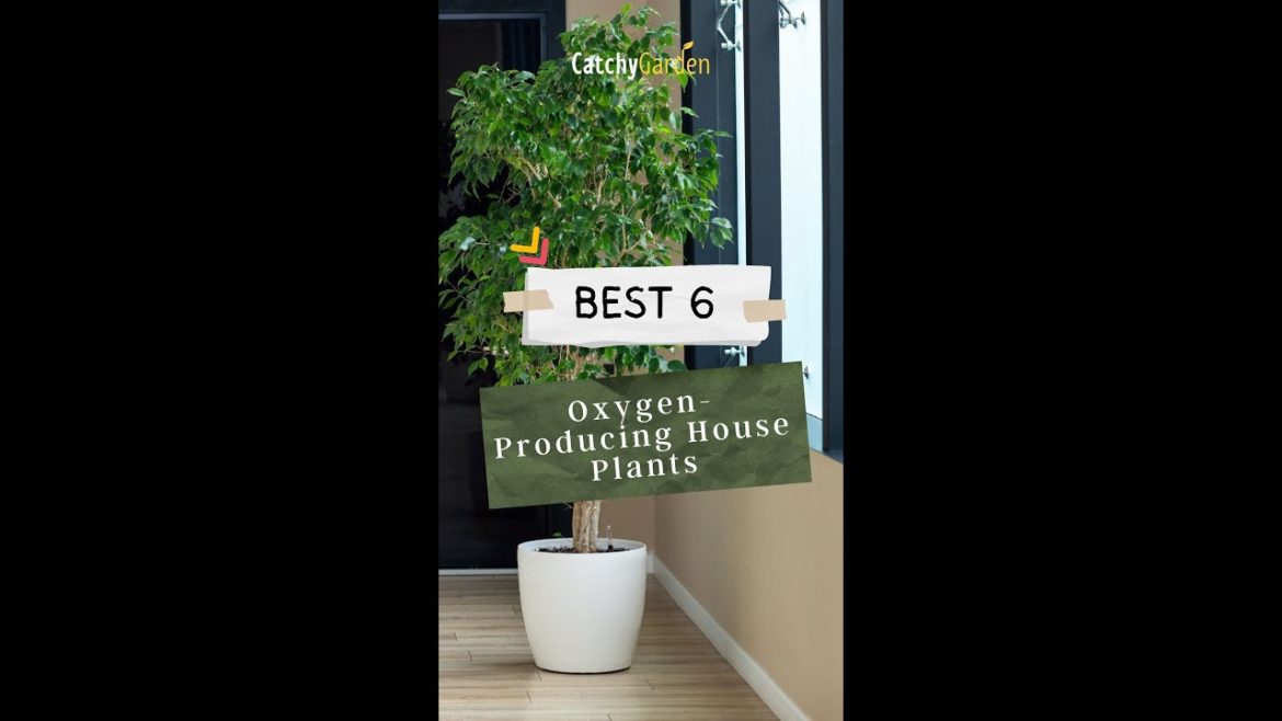 5 Most Oxygen Producing House Plants 🌿🌴🌱 // #short #shorts