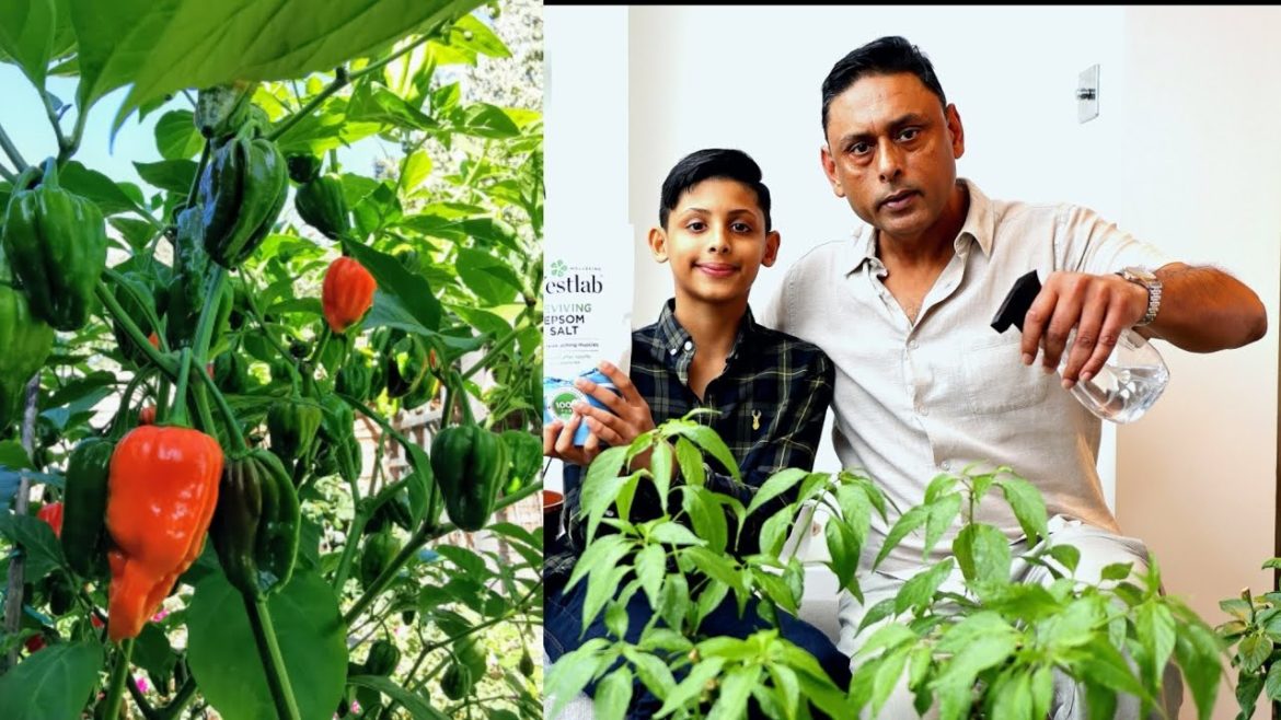 How To Care For Chilli Plant | Gardening Tips For Hot Peppers How To Care For Chilli Plant | Gardening Tips For Hot Peppers