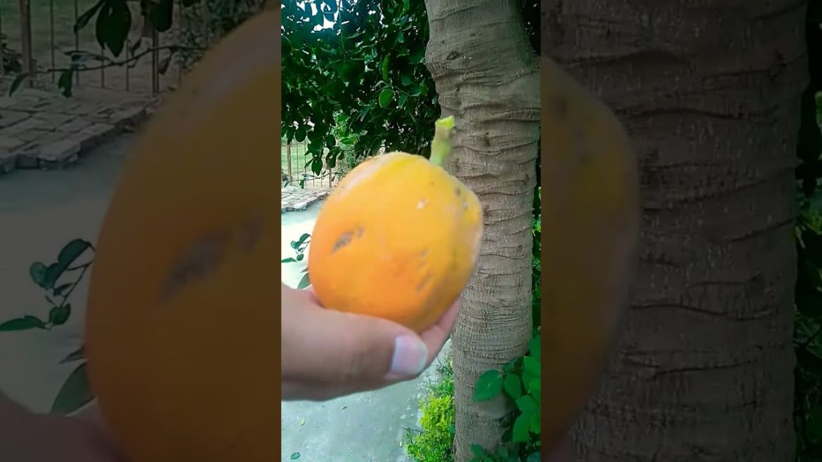 Ripe Papaya fruit #shorts #trending #viral #youtubeshort #papaya #nishthamahant