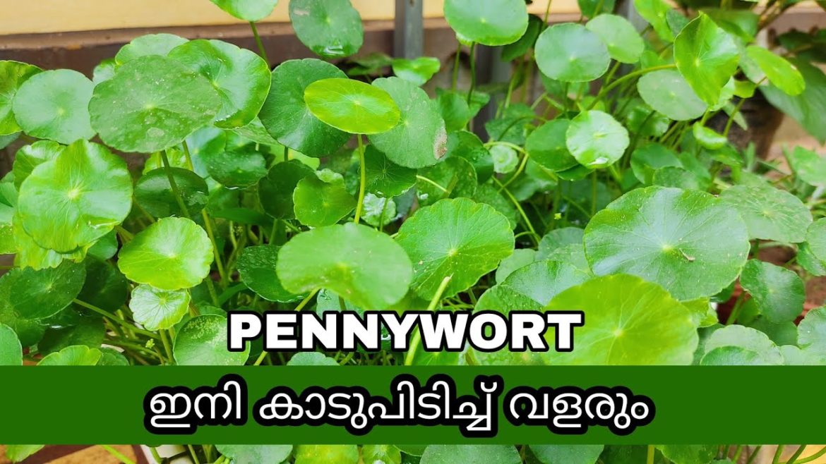 Pennywort growth tips  | garden tips