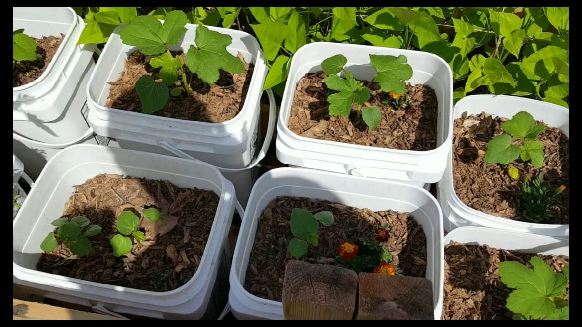 I Had To Hide My Container Garden!