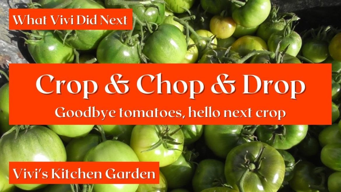 Vivi's Kitchen Garden: Crop & Chop & Drop (Goodbye tomatoes, hello next crop).