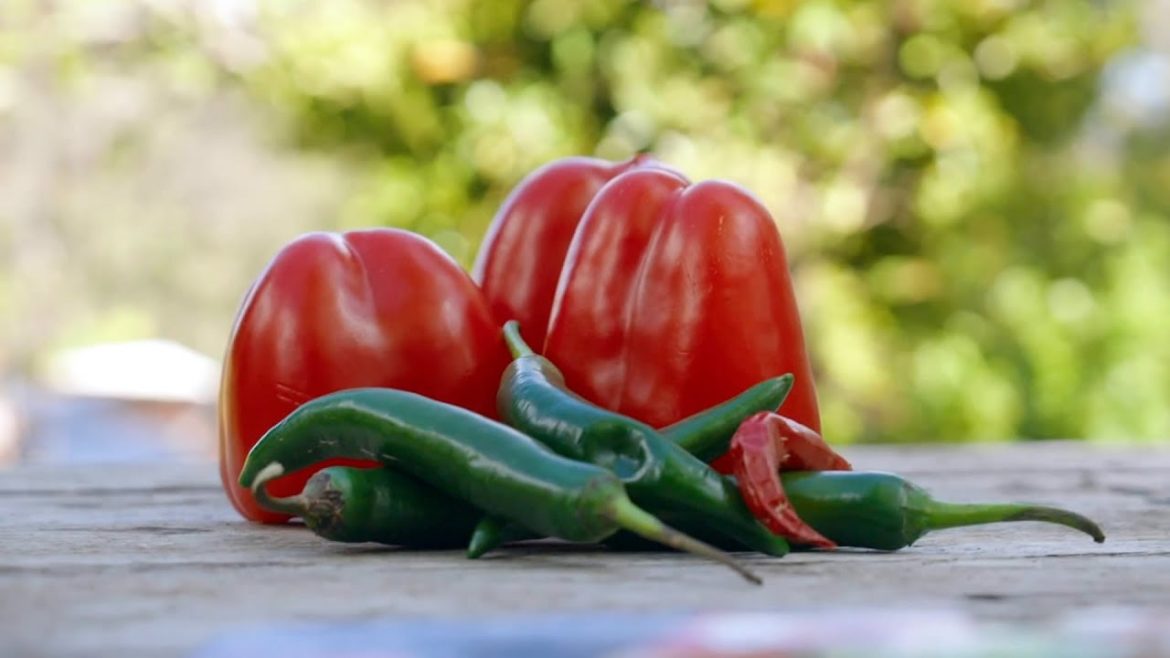 The Garden Gurus - Edible or Flower Plant of the week Capsicum
