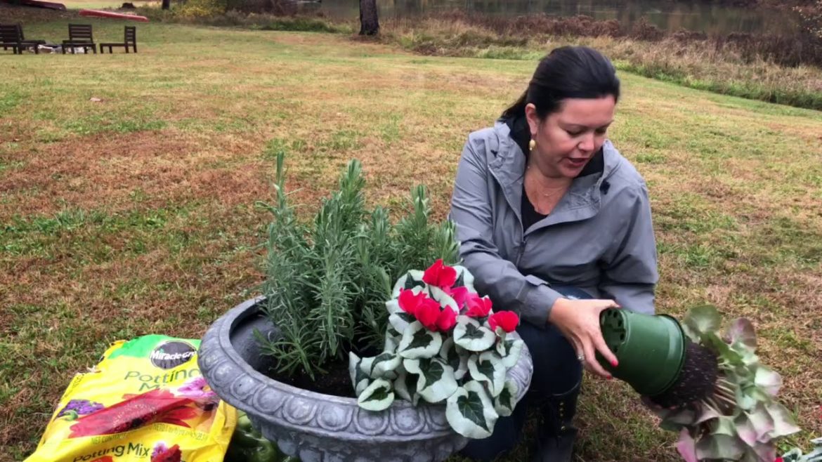 10 Minute Easy Holiday Planter/Container Garden 10 Minute Easy Holiday Planter/Container Garden