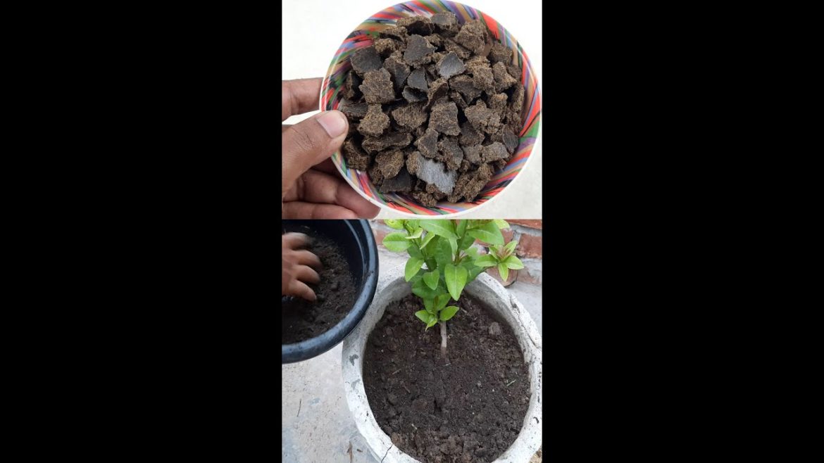 How to make compost at home for garden / Pot (Compost Special)#Shorts