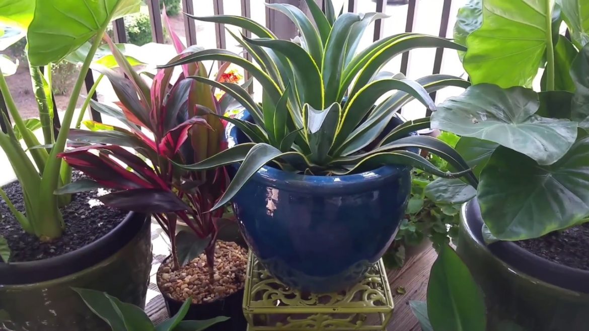 How to Create a BEAUTIFUL Container Garden