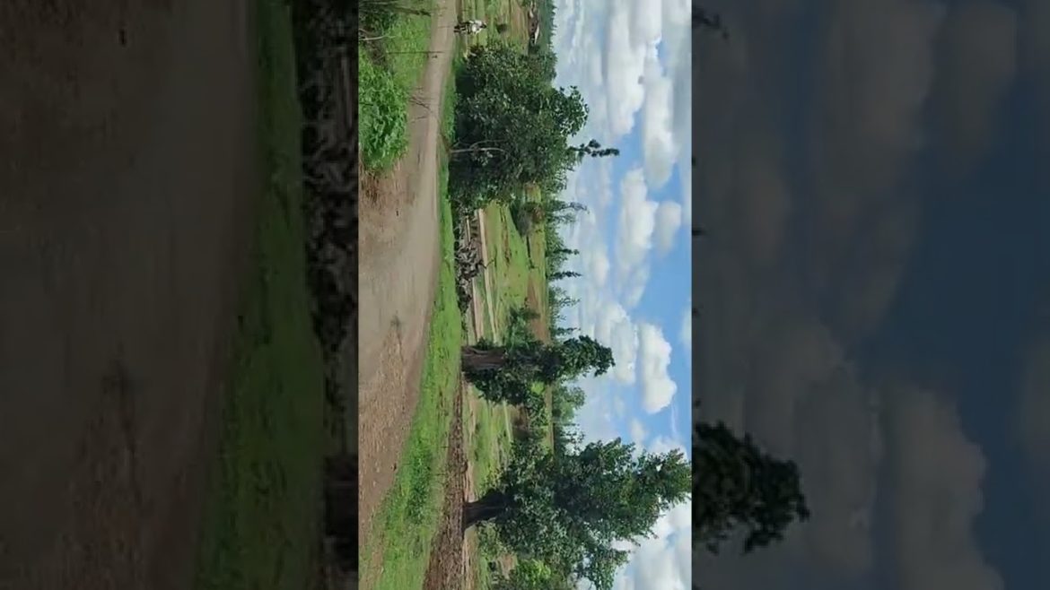 Riverside at Home | The Dangs | #shorts