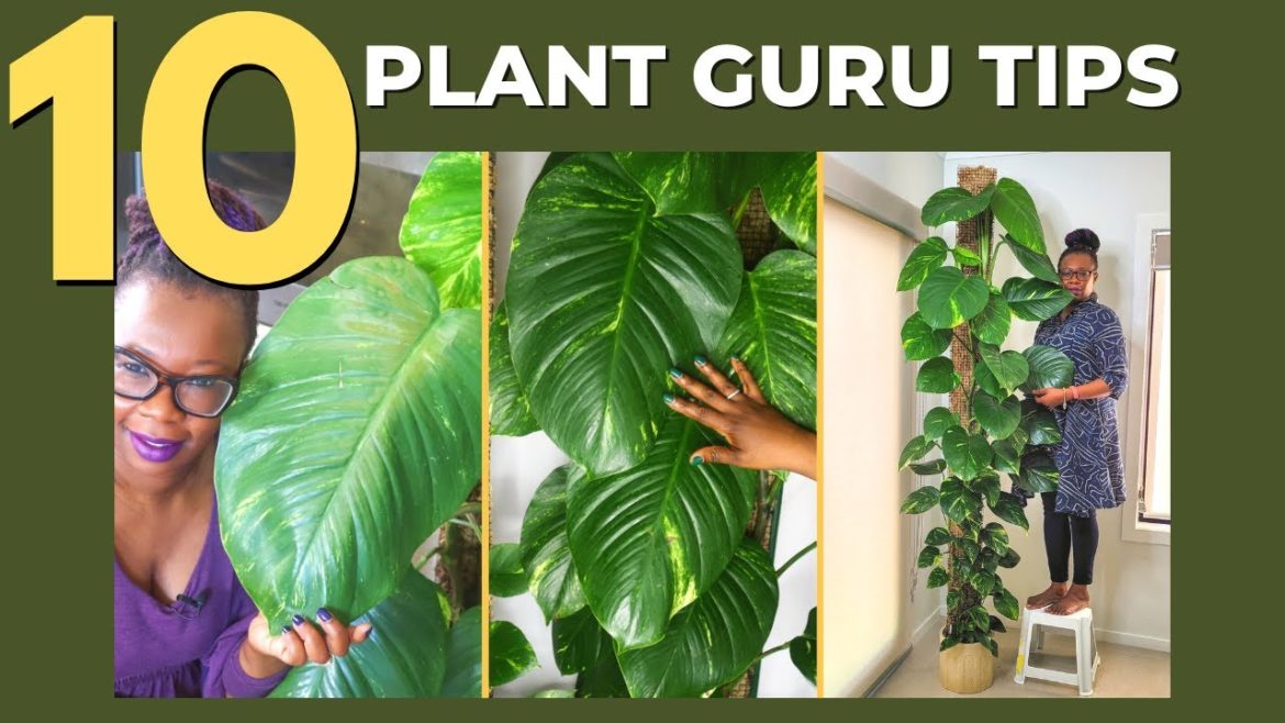 Top 10 Tips For Better Houseplant Growth - The Leca Queen