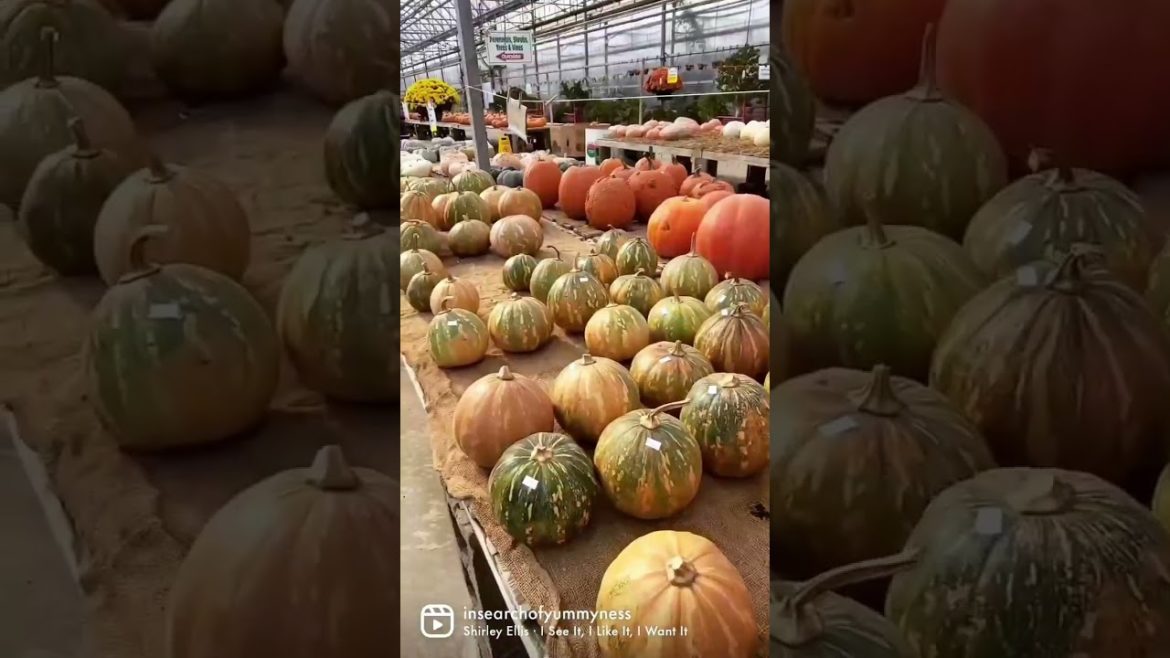 It's Pumpkin Season! 🎃 #shorts