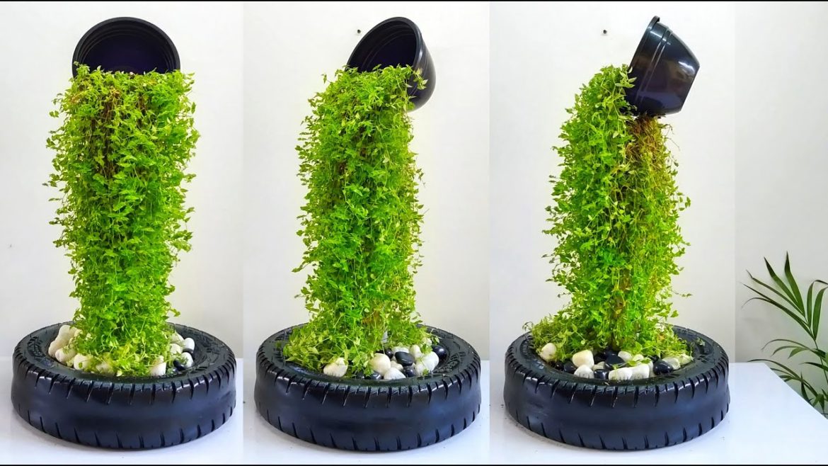 Amazing Planting Ideas at Home / Turtle Vine Plant Ideas / Gardening Ideas / Gardening Tips Amazing Planting Ideas at Home / Turtle Vine Plant Ideas / Gardening Ideas / Gardening Tips