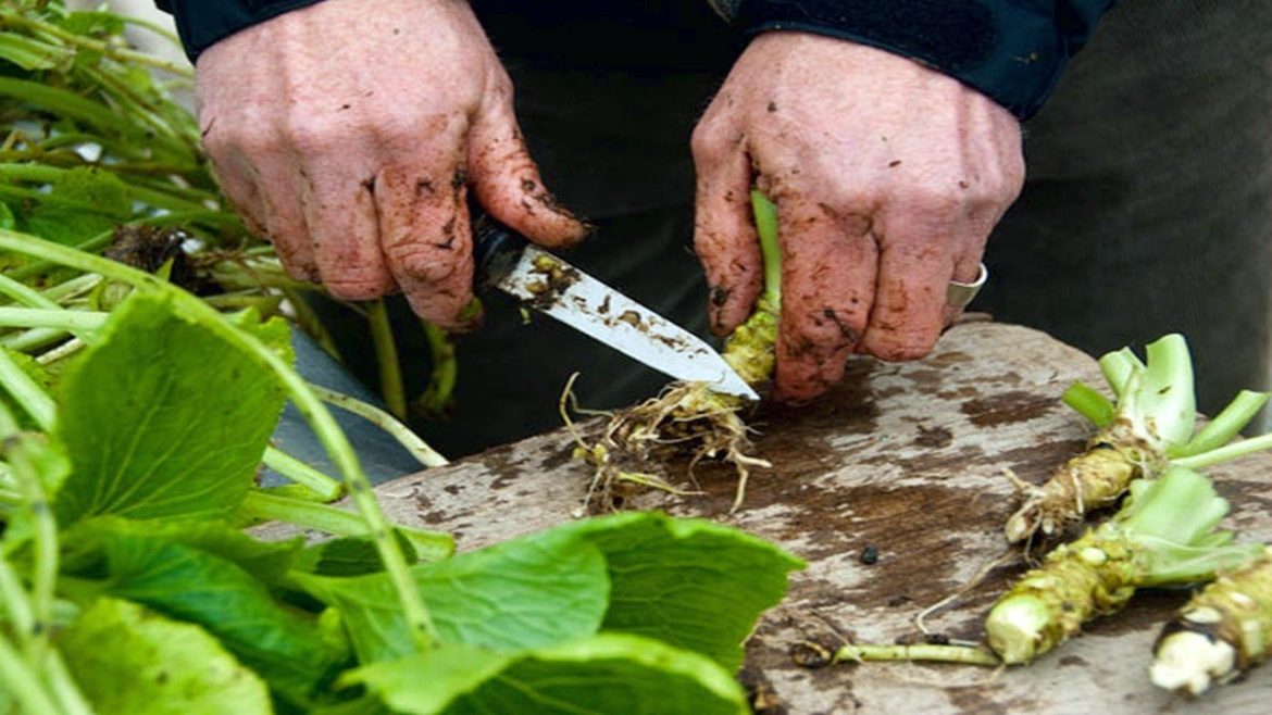 How To Grow Wasabi - Gardening Tips